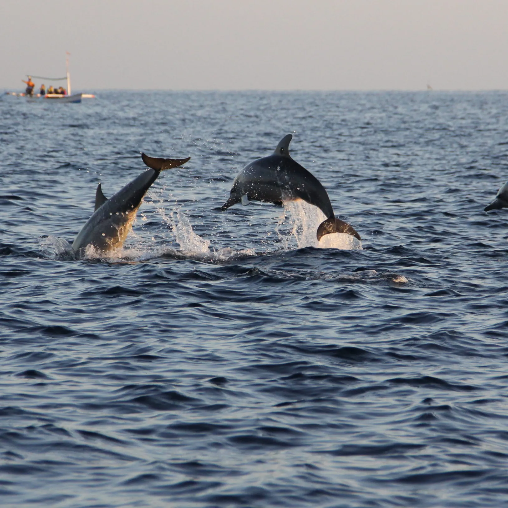 Dolphins jumping out of water