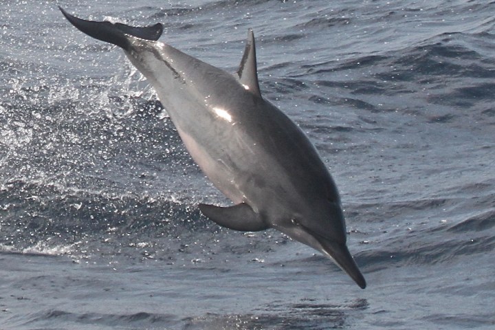 a bird flying over a body of water