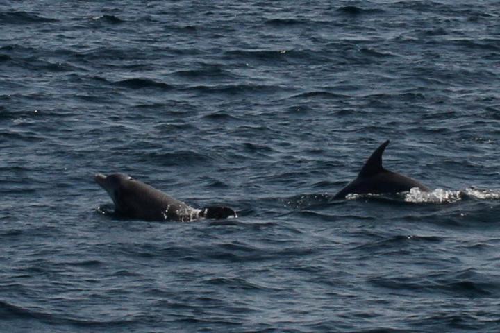 a dog swimming in a body of water