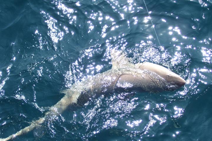 a fish swimming under water