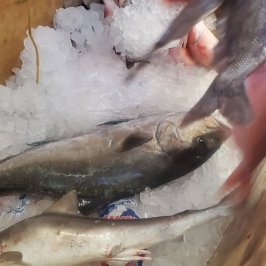 a fish swimming under water