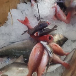 a fish swimming under water