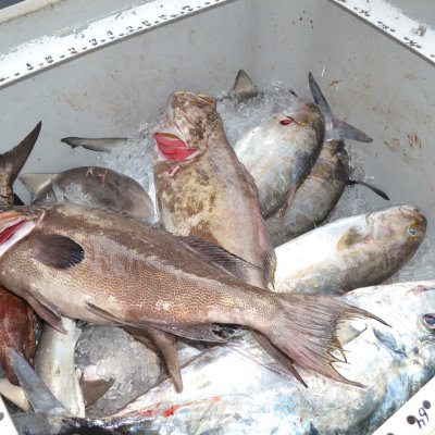 a close up of a fish