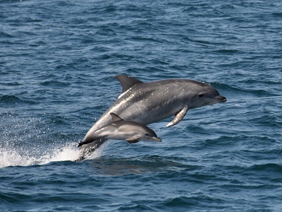 dolphin charter a whale jumping out of the water