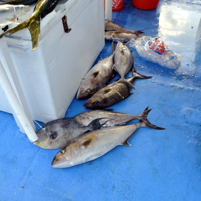 a group of fish in the water