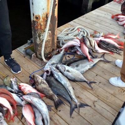 a person holding a fish