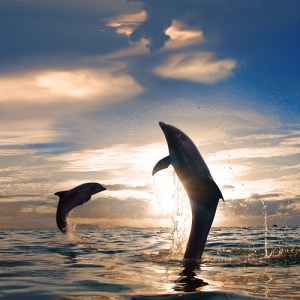 dolphin cruise