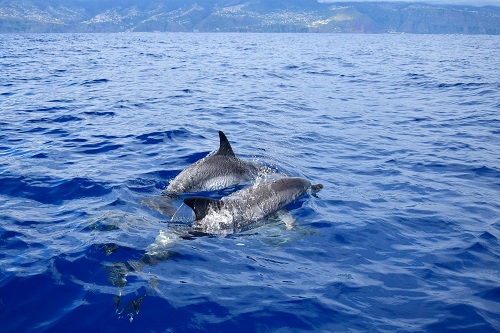 dolphin watch in Myrtle Beach Beach SC