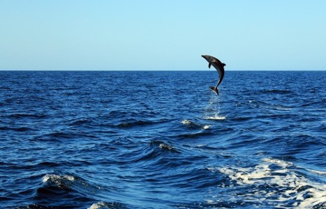 dolphin watch