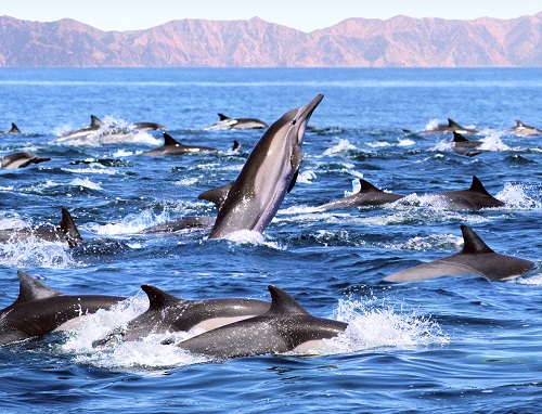 dolphin cruise in Myrtle Beach SC