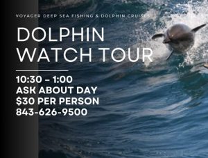 Discover the Magic of Dolphin Tours