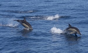 Spectacular Journey of Spring Myrtle Beach Dolphin Migration
