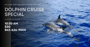 Discovering Dolphins in Myrtle Beach