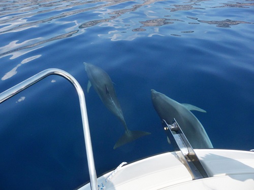 Myrtle Beach dolphin cruise