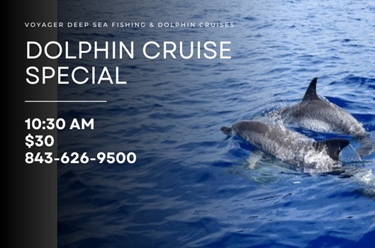 dolphin cruise in myrtle beach dolphin cruise in myrtle beach