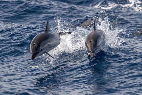 dolphin cruise in Myrtle Beach SC