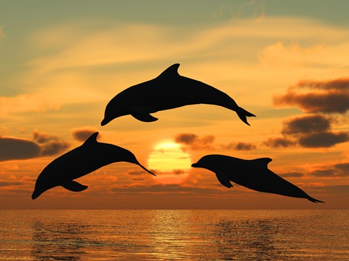 dolphin watch in Myrtle Beach SC
