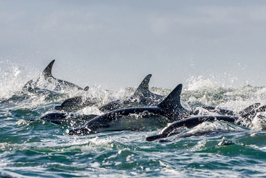 dolphin tour in Myrtle Beach SC