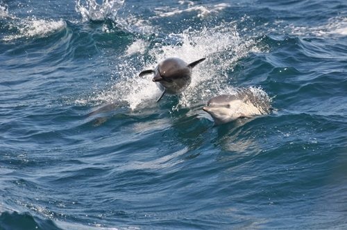 Dolphin Cruise in Myrtle Beach SC