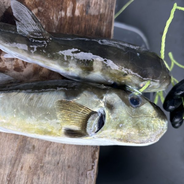 a close up of a fish