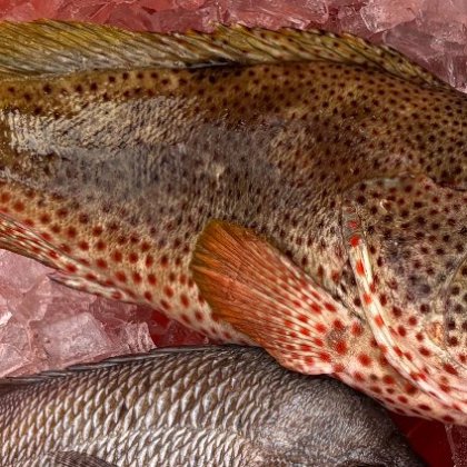 a close up of a fish