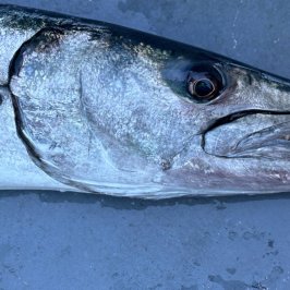 a close up of a fish