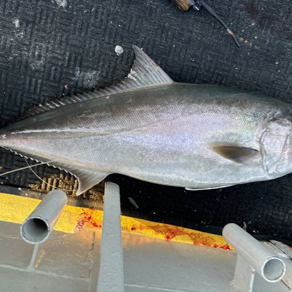 a close up of a fish