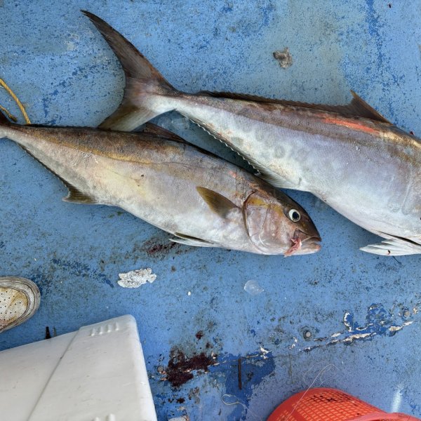 a close up of a fish