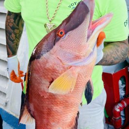 a man wearing a costume