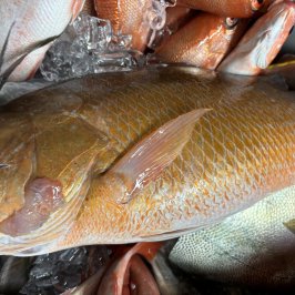 a close up of a fish