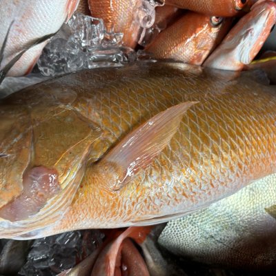 a close up of a fish