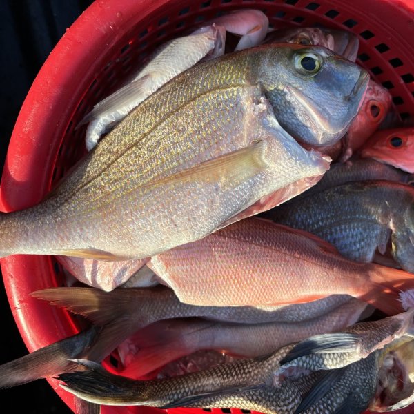 a close up of a fish