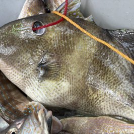 a close up of a fish