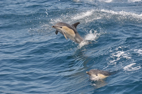 Dolphin Trip in Myrtle Beach SC