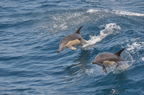 Dolphin Watch Tour in Myrtle Beach SC