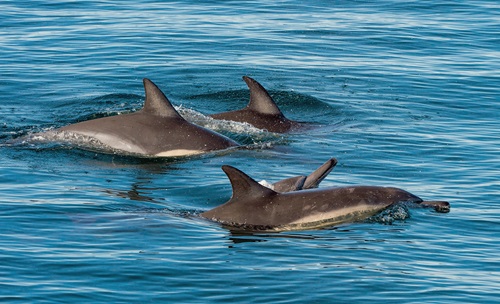 a dolphin swimming in a body of water