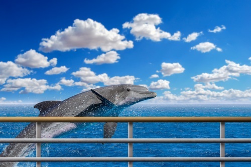 Dolphin watching tour in Myrtle Beach SC a close up of a blue cloudy sky