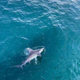 a fish swimming under water