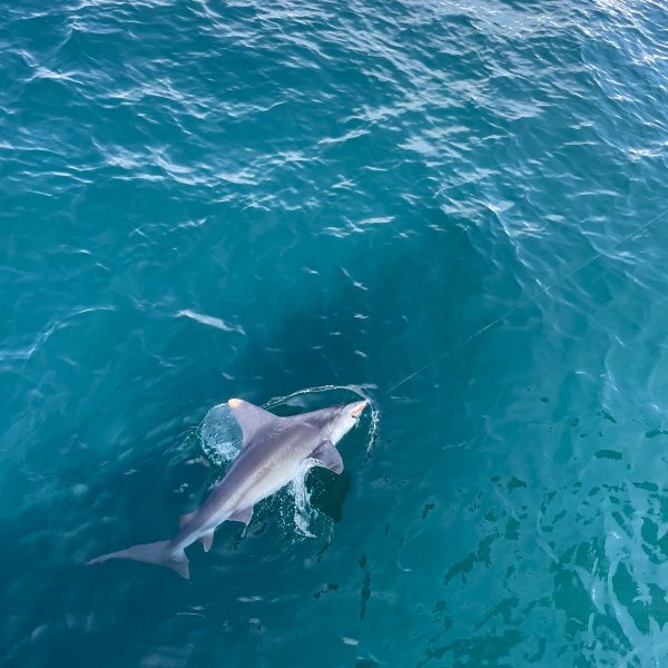 a fish swimming under water