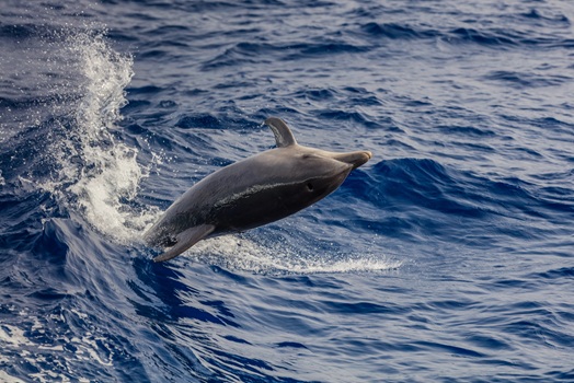 Dolphin cruise in Myrtle Beach SC