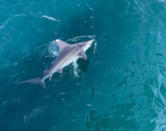tiger shark fishing in Myrtle Beach SC a fish swimming under water