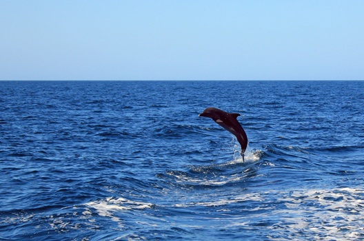 Dolphin leaping out of the ocean with blue sky and horizon in background.
