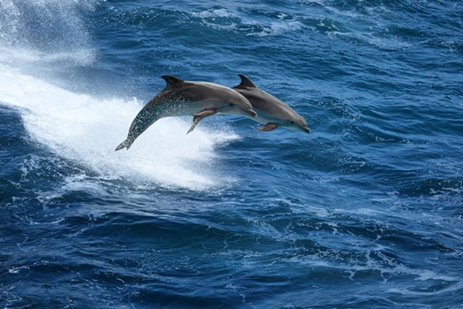 dolphin watching in Myrtle Beach SC