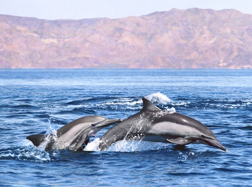 dolphin cruises in Myrtle Beach SC