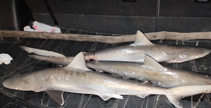 shark fishing in Myrtle Beach SC Four small sharks lying on a dark surface beside a wooden stick.