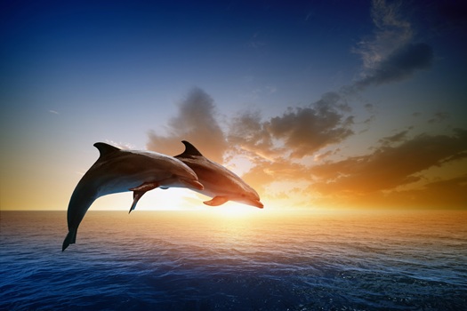 Fall dolphin cruise in Myrtle Beach SC Fall dolphin cruise in Myrtle Beach SC