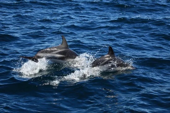 Two dolphins swimming and leaping in the ocean with splashes.