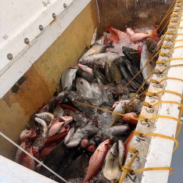 Assorted fish on ice in a white container with yellow rope handles.