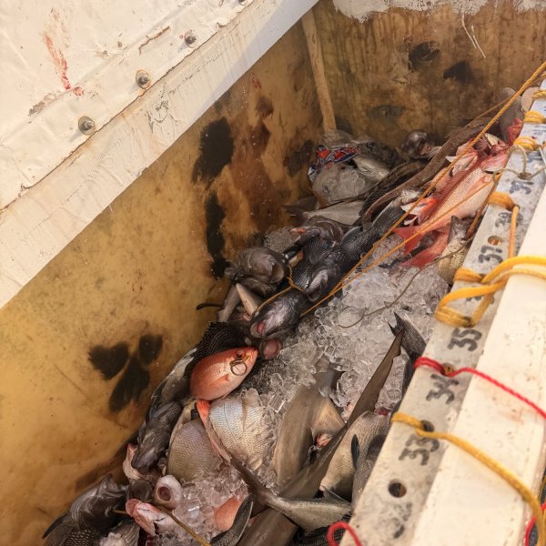 A cooler filled with various fish on ice, inside a boat or container.