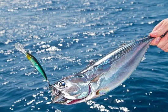 Person holds a fish on a line over the ocean, with blue water and lure visible.